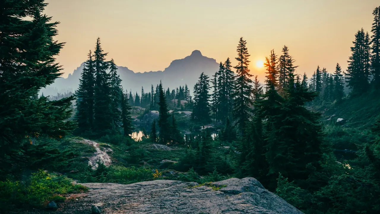 Sunlight through trees in a mountain forest